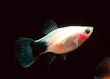 Mickey Mouse Platy Fish